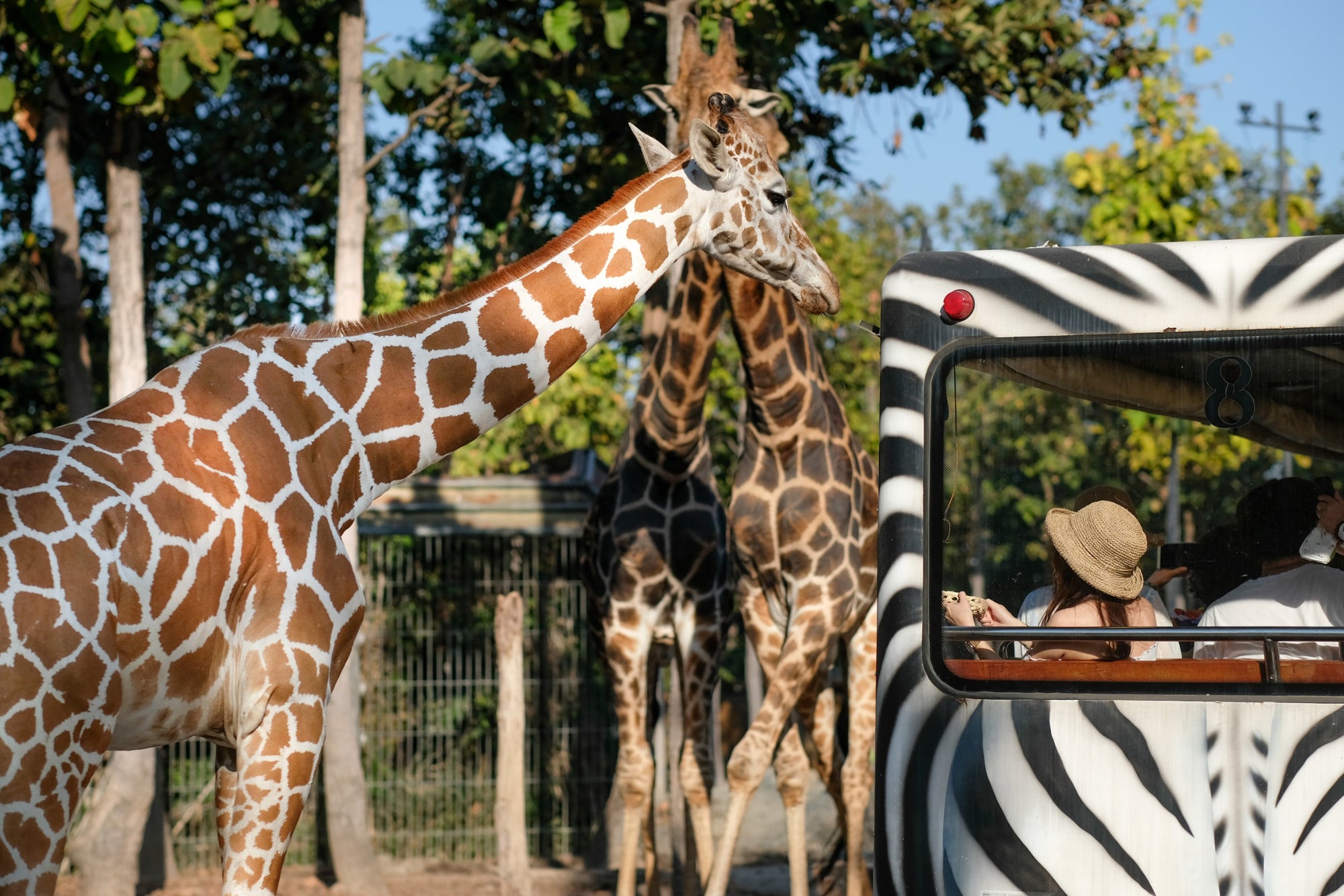 Giraffes and tourists at Busch Gardens