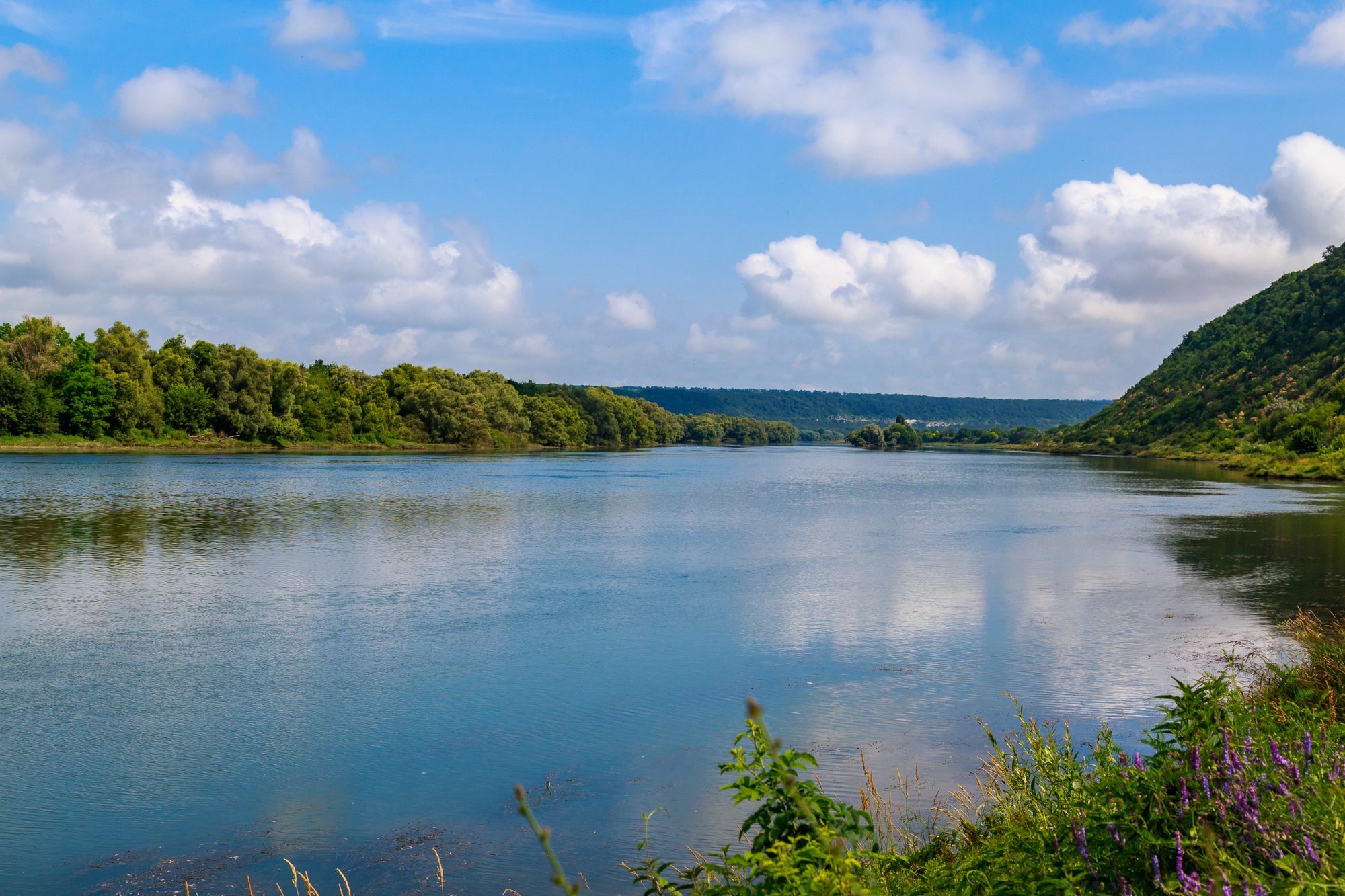 lush greenery near a wide river