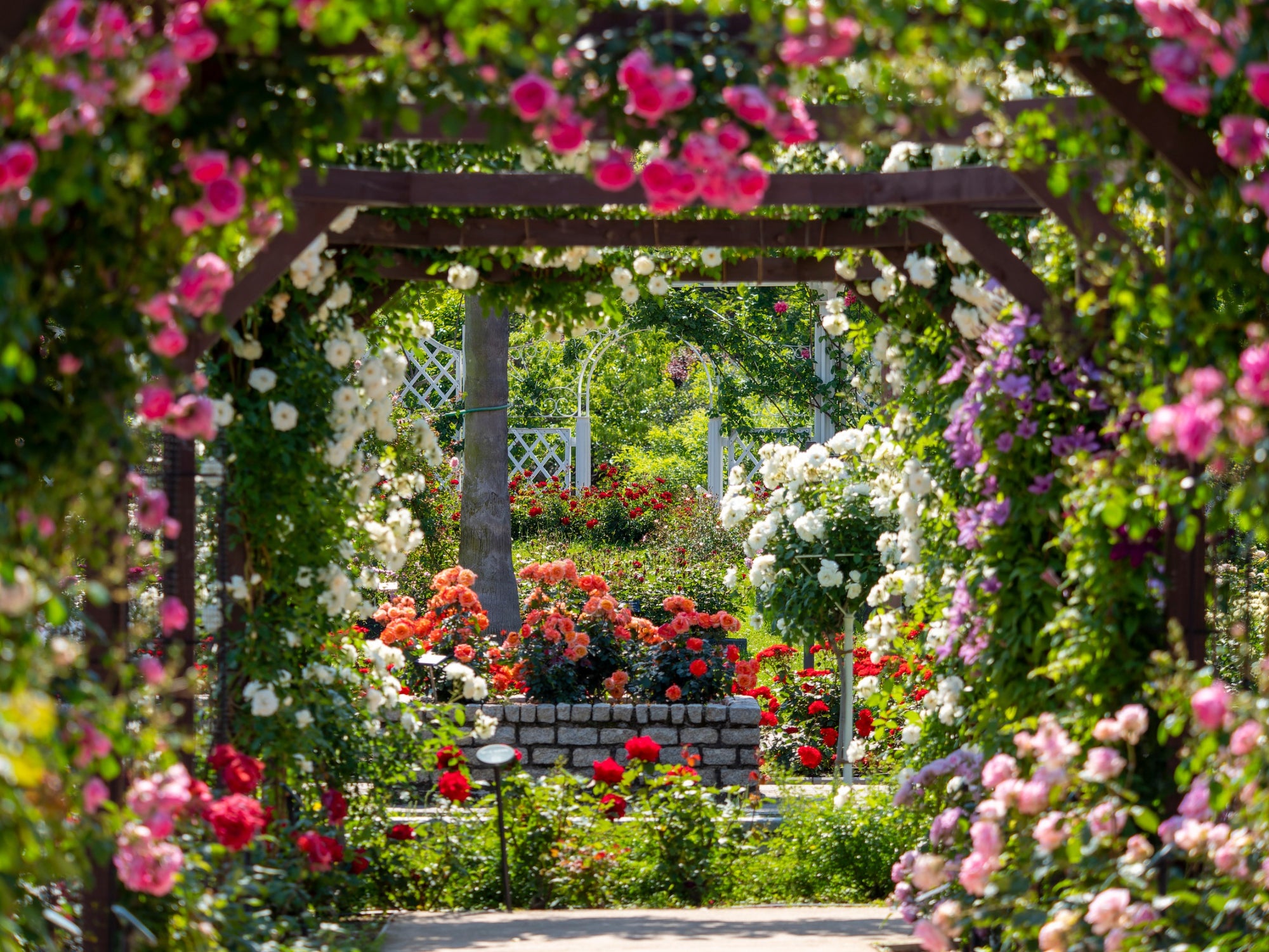 view of a rose garden in spring