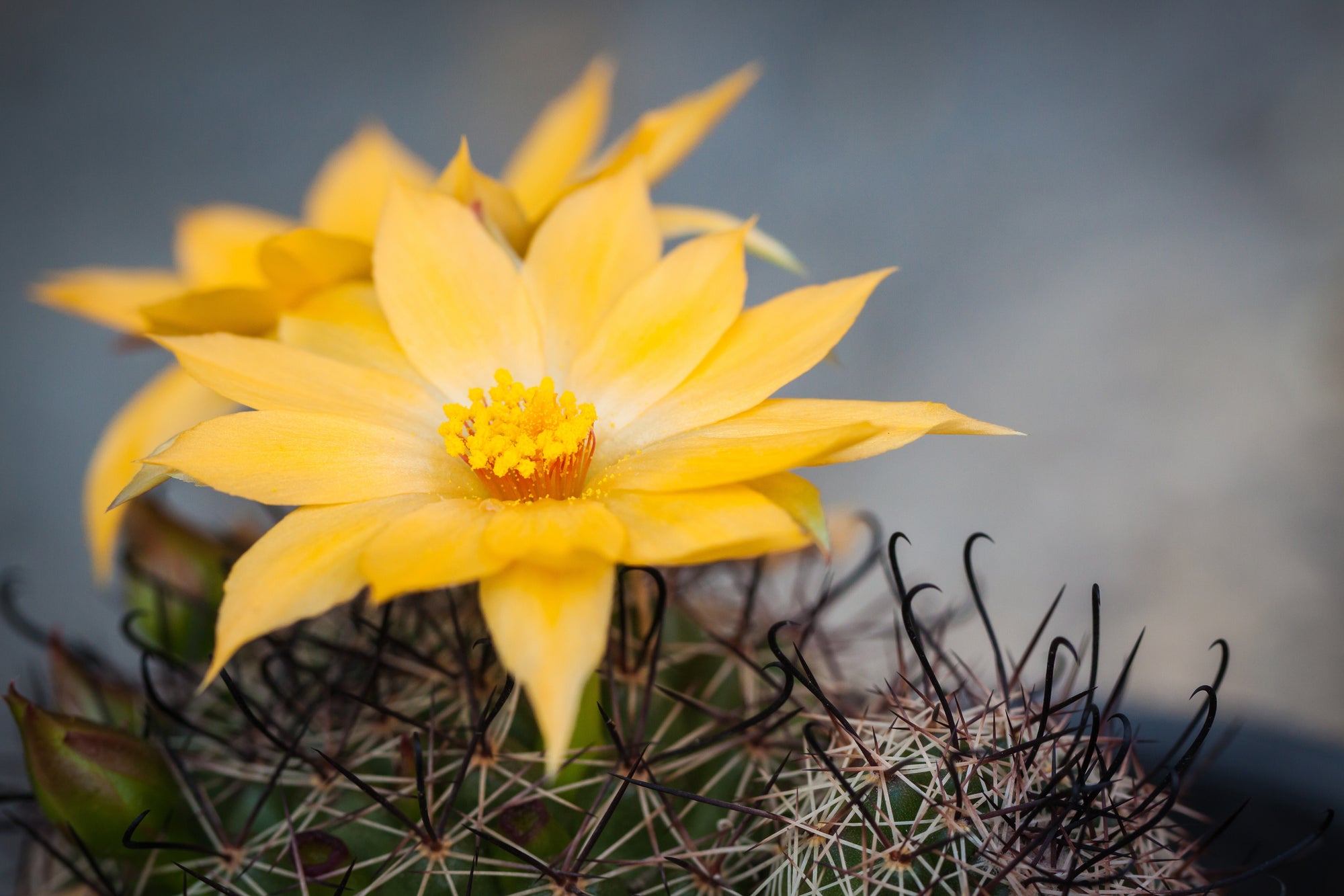 Yellow desert flower from Desert Botanical Garden