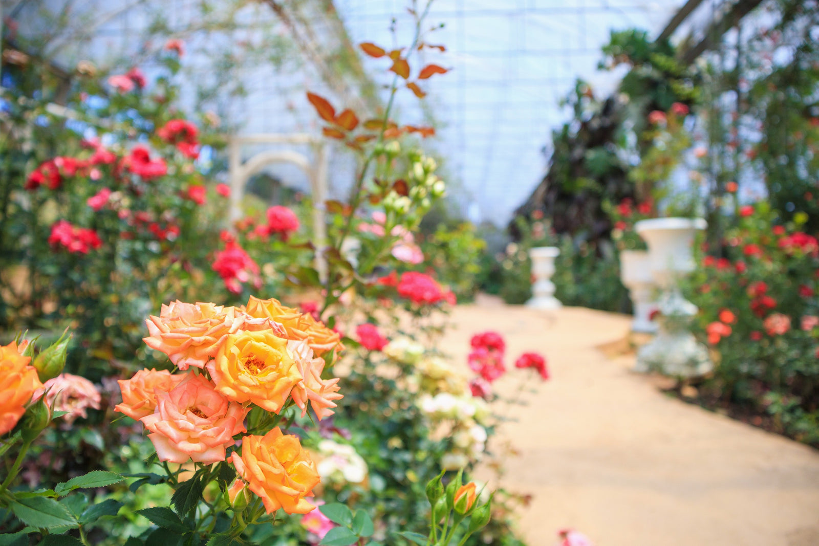 Beautiful roses in a botanical garden